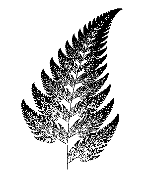 Fern picture